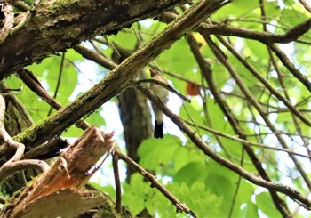 オオルリ 段戸裏谷 2022年7月23日(土)