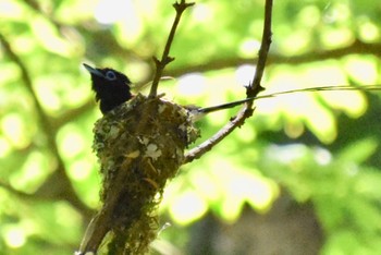 Black Paradise Flycatcher 東京都西部 Mon, 7/25/2022