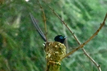 Black Paradise Flycatcher 東京都西部 Mon, 7/25/2022