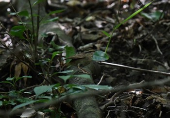 ヤブサメ 朝霧高原 2022年6月25日(土)