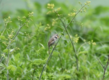 Japanese Bush Warbler 朝霧高原 Sat, 6/25/2022