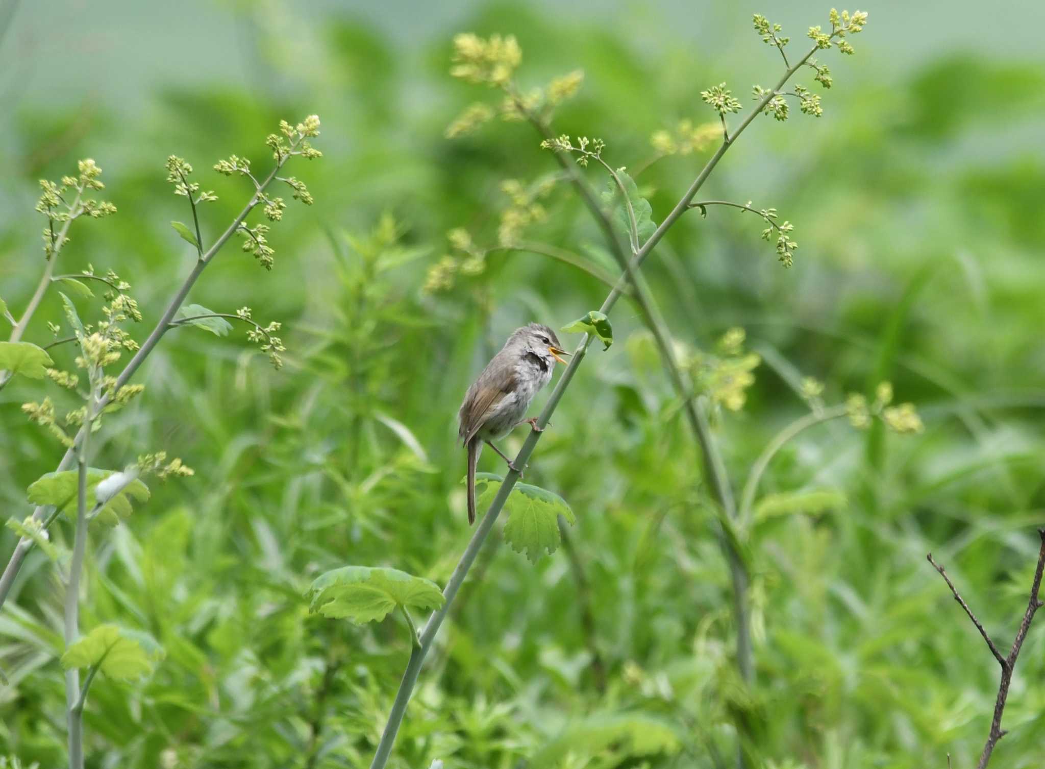 Japanese Bush Warbler