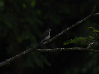 Asian Brown Flycatcher 朝霧高原 Sat, 6/25/2022