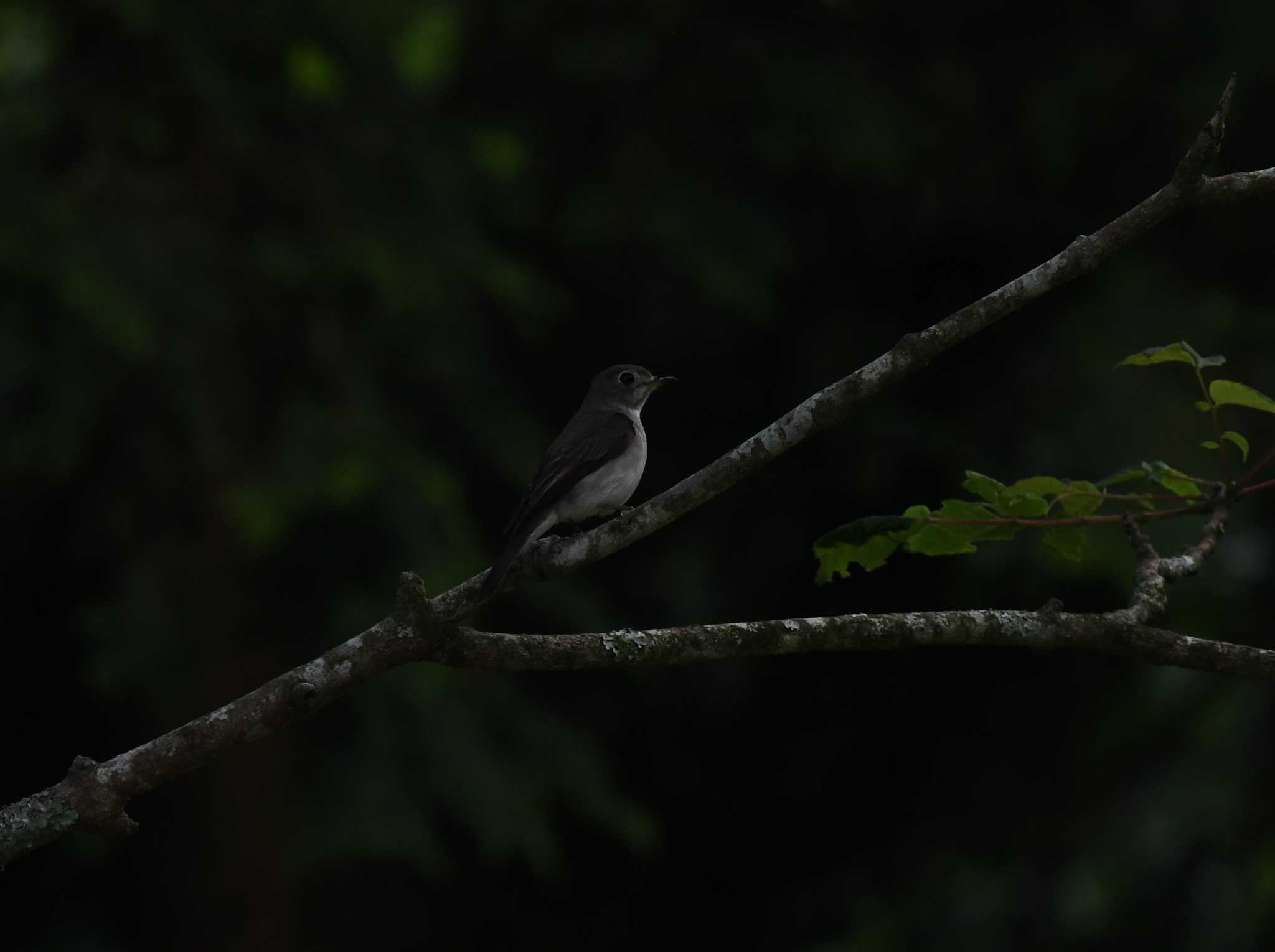 Asian Brown Flycatcher