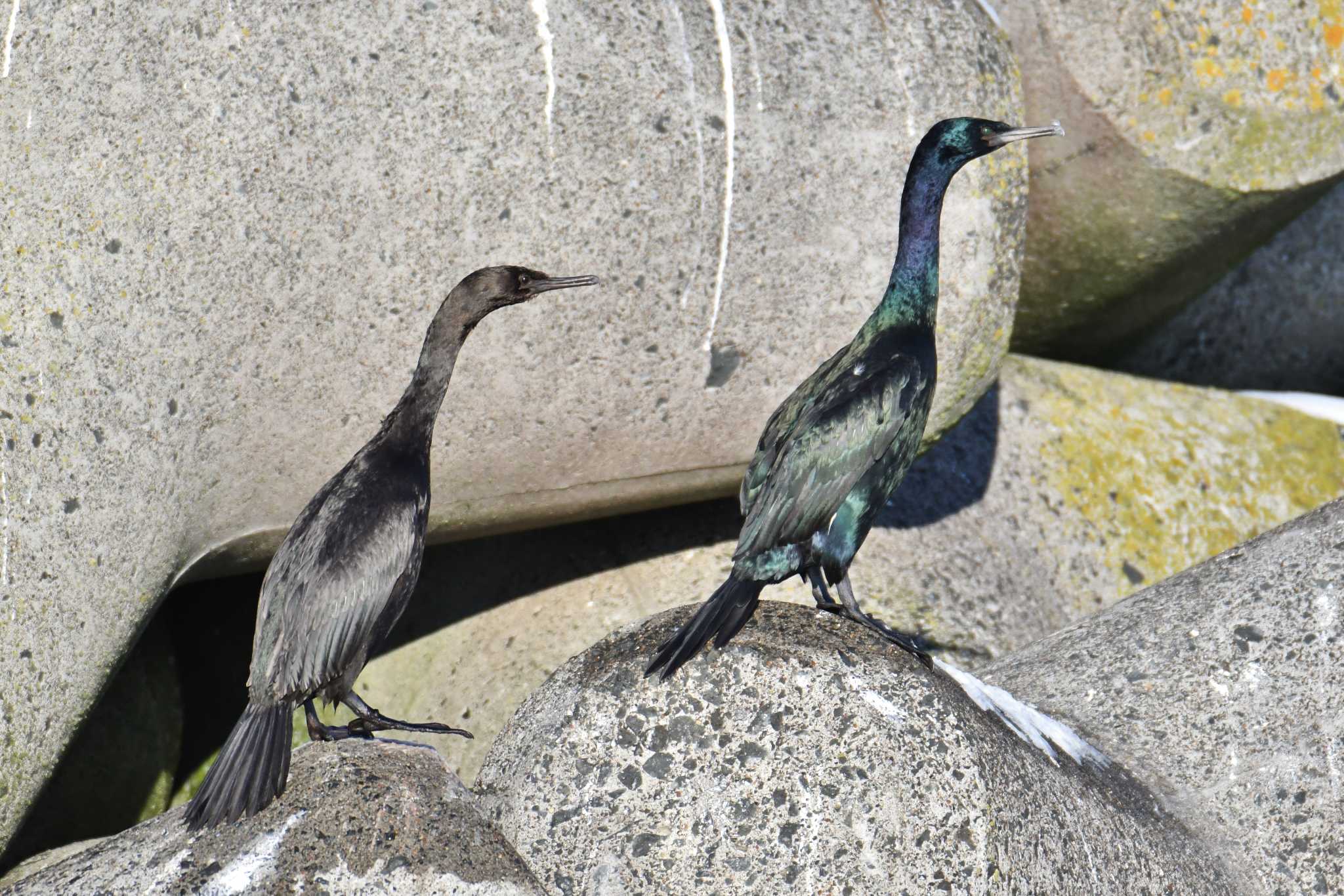 Pelagic Cormorant