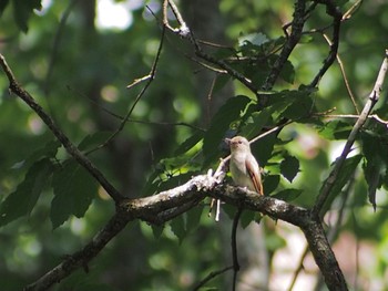 Blue-and-white Flycatcher 富士山一合目付近 Fri, 7/22/2022