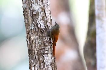 Olivaceous Woodcreeper Coba Ruins Sun, 1/7/2018