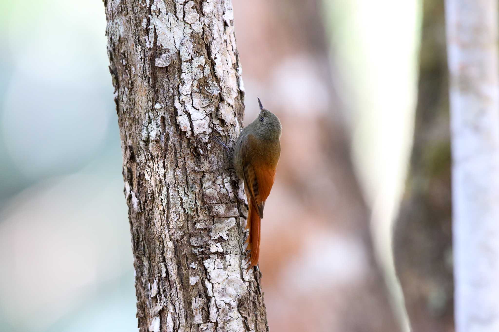 Photo of Olivaceous Woodcreeper at Coba Ruins by Trio