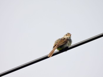 2022年7月24日(日) 北富士演習場の野鳥観察記録