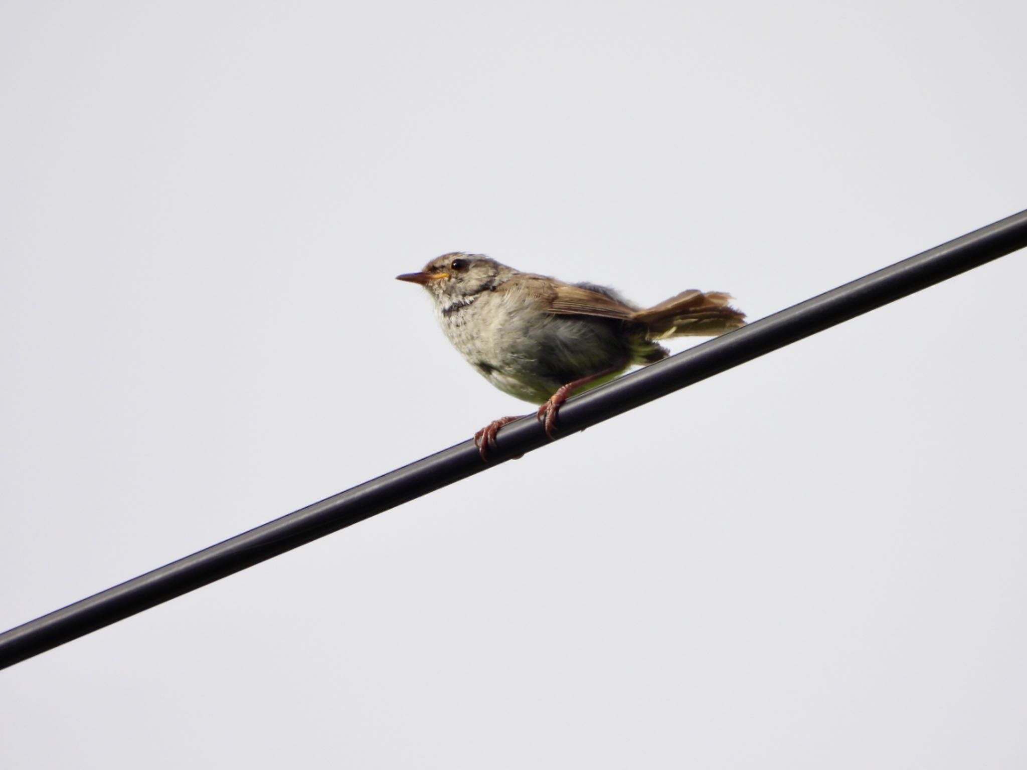 Japanese Bush Warbler