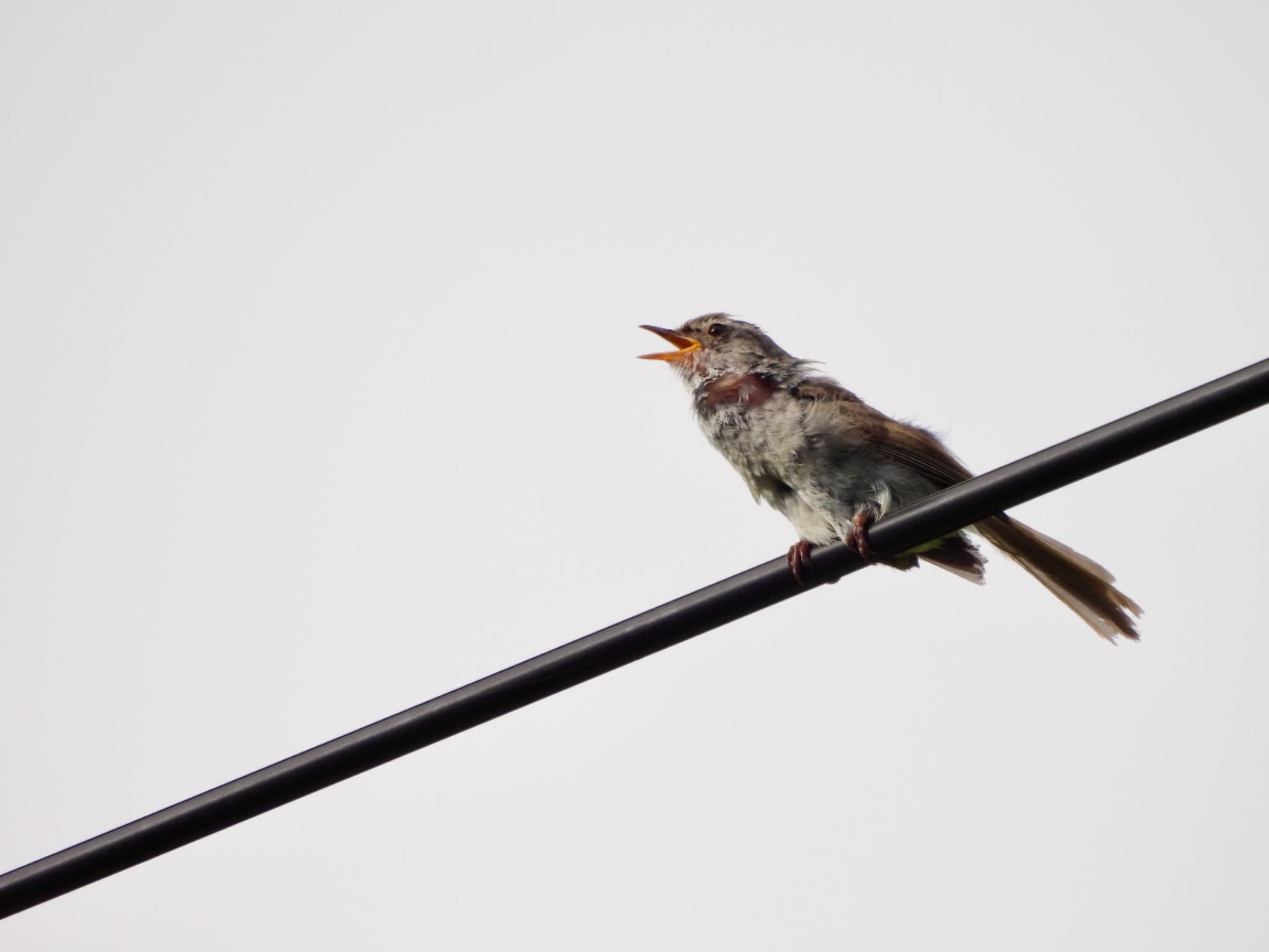 Japanese Bush Warbler