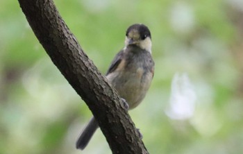 ヤマガラ 桧原公園(常滑市) 2022年7月20日(水)