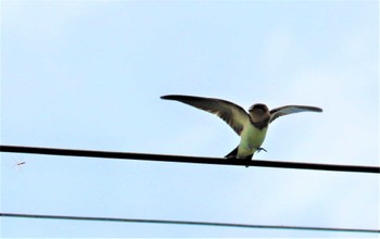 Wed, 7/20/2022 Birding report at 桧原公園(常滑市)