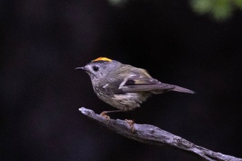 Goldcrest Okuniwaso(Mt. Fuji) Sat, 7/23/2022