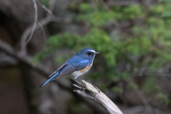 Red-flanked Bluetail Okuniwaso(Mt. Fuji) Sat, 7/23/2022