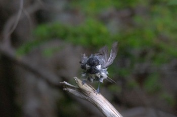 Coal Tit Okuniwaso(Mt. Fuji) Sat, 7/23/2022