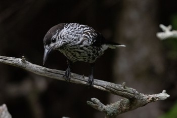 Spotted Nutcracker Okuniwaso(Mt. Fuji) Sat, 7/23/2022