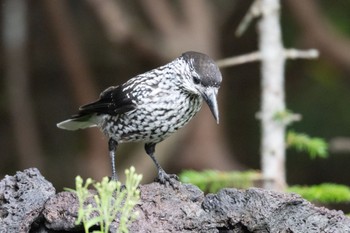 Spotted Nutcracker Okuniwaso(Mt. Fuji) Sat, 7/23/2022