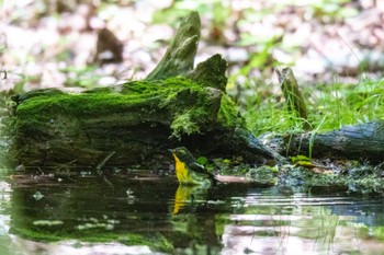 Narcissus Flycatcher 山梨県 Sun, 7/24/2022