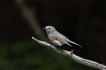 Red-flanked Bluetail Okuniwaso(Mt. Fuji) Sat, 7/23/2022