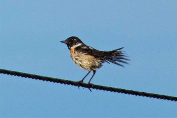 2022年7月25日(月) 御殿場の野鳥観察記録