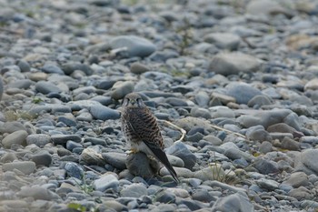 チョウゲンボウ 多摩川 撮影日未設定