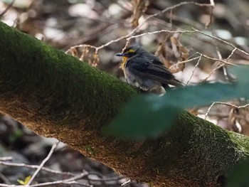 Narcissus Flycatcher 多摩森林科学園 Sun, 7/24/2022