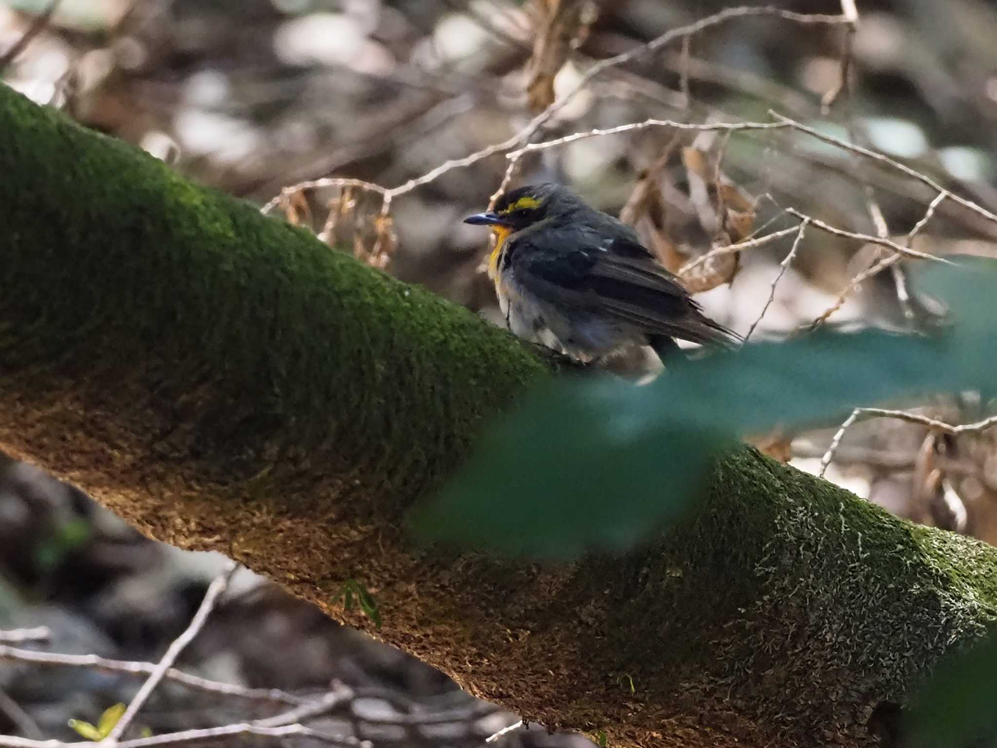 Narcissus Flycatcher