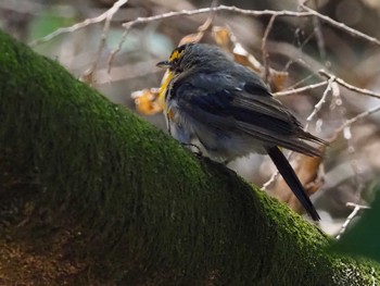 Narcissus Flycatcher 多摩森林科学園 Sun, 7/24/2022