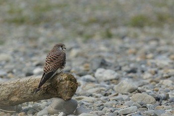 チョウゲンボウ 多摩川 撮影日未設定