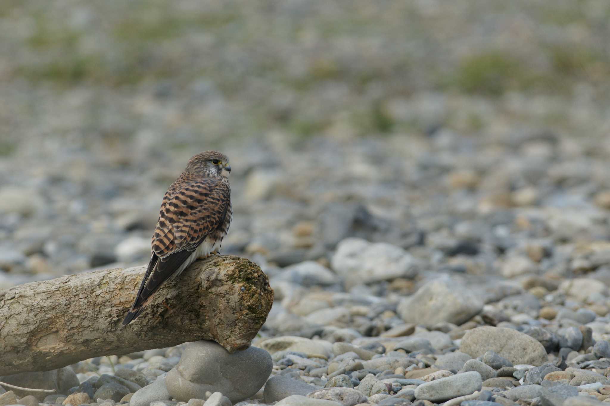 Photo of Common Kestrel at 多摩川 by bea