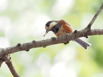 2022年7月24日(日) 多摩森林科学園の野鳥観察記録