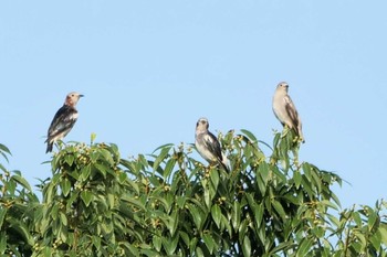2022年7月24日(日) 長浜公園の野鳥観察記録
