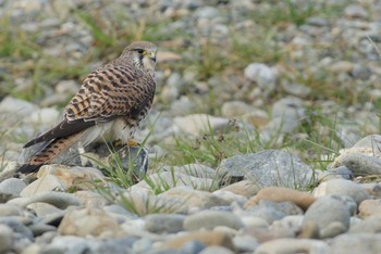 チョウゲンボウ 多摩川 撮影日未設定