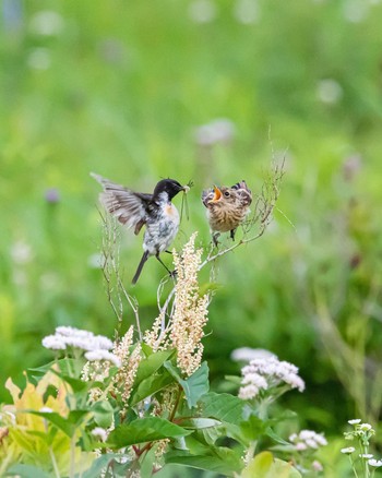 Amur Stonechat 長野県 Unknown Date