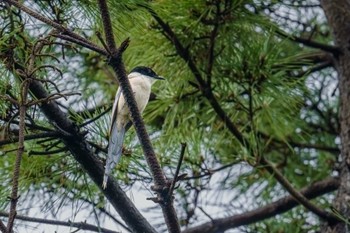 オナガ 藤が丘公園 2022年7月17日(日)