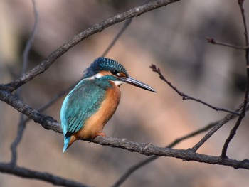 カワセミ 場所が不明 2018年1月18日(木)