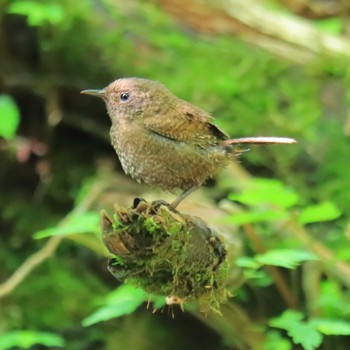 2022年7月25日(月) 大洞の水場の野鳥観察記録