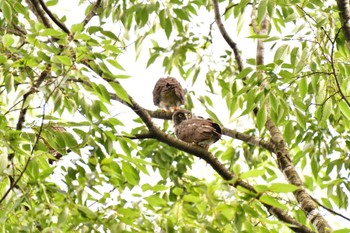 2022年7月23日(土) 横川下原公園の野鳥観察記録