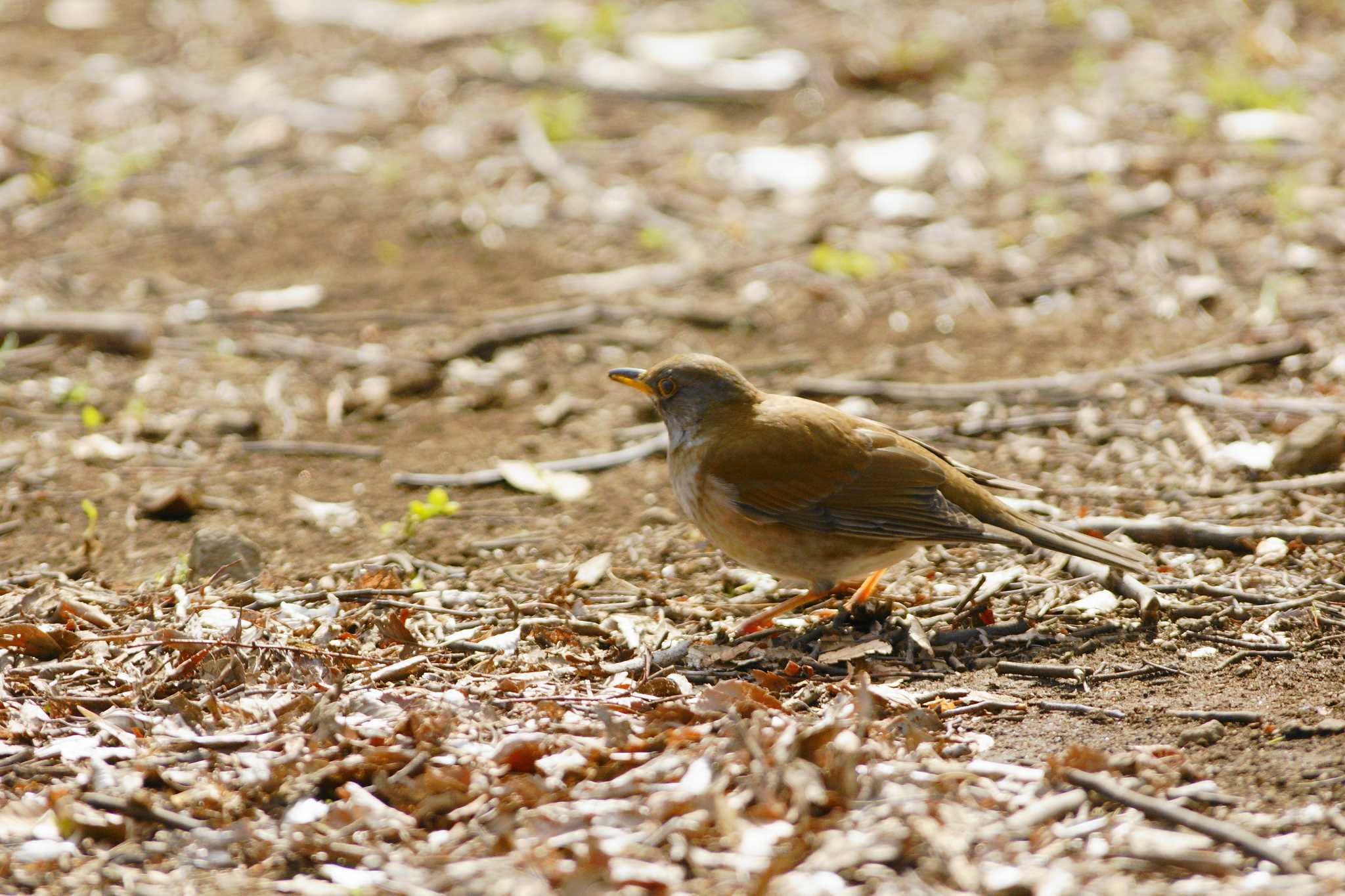 Photo of Pale Thrush at 世田谷区の公園 by bea