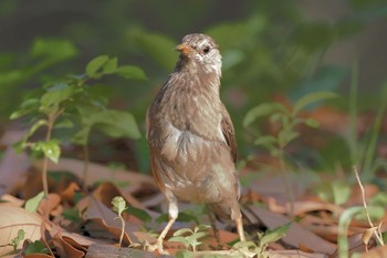 White-cheeked Starling 大井ふ頭中央海浜公園(なぎさの森) Sat, 7/9/2022