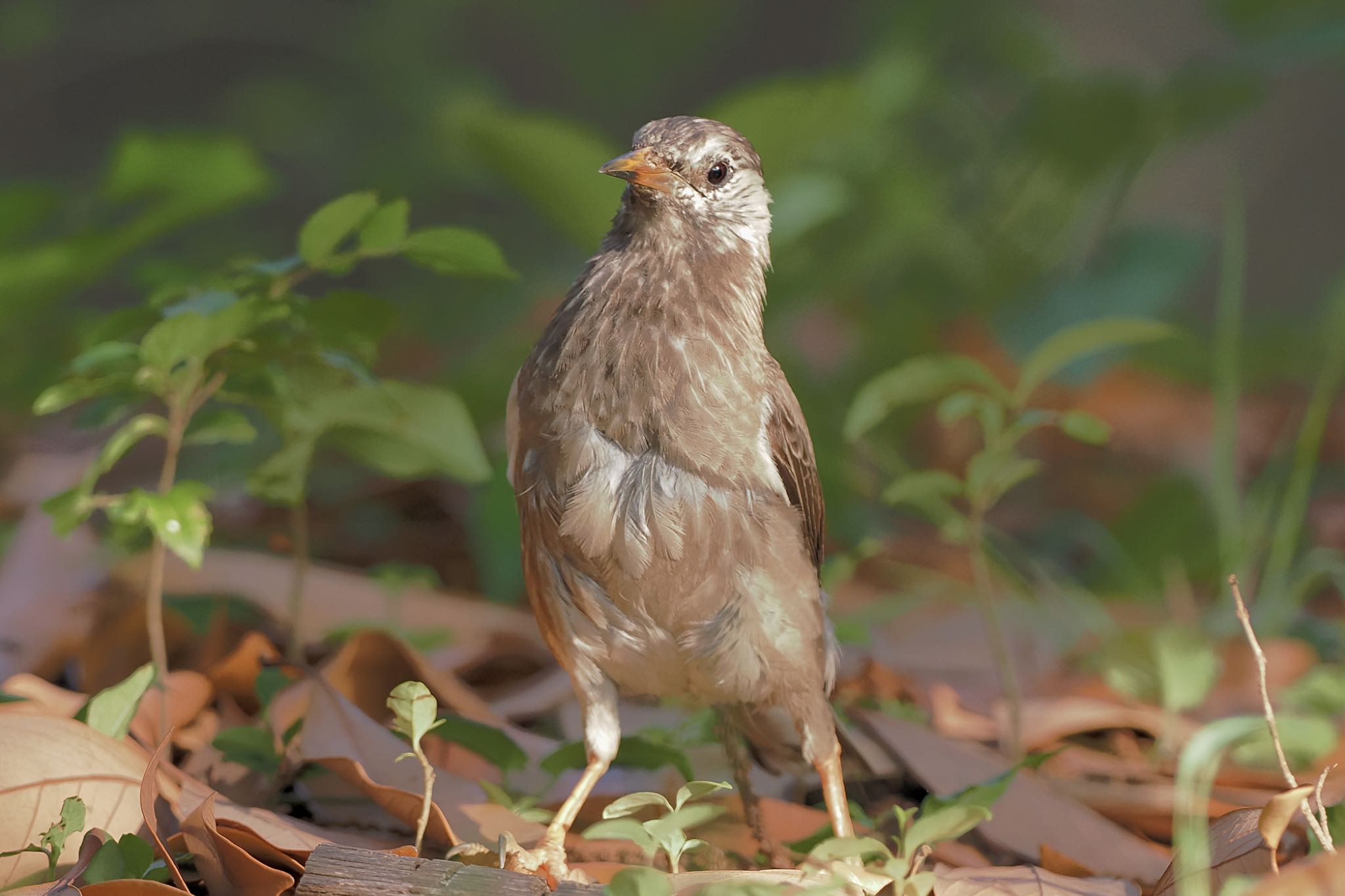 White-cheeked Starling