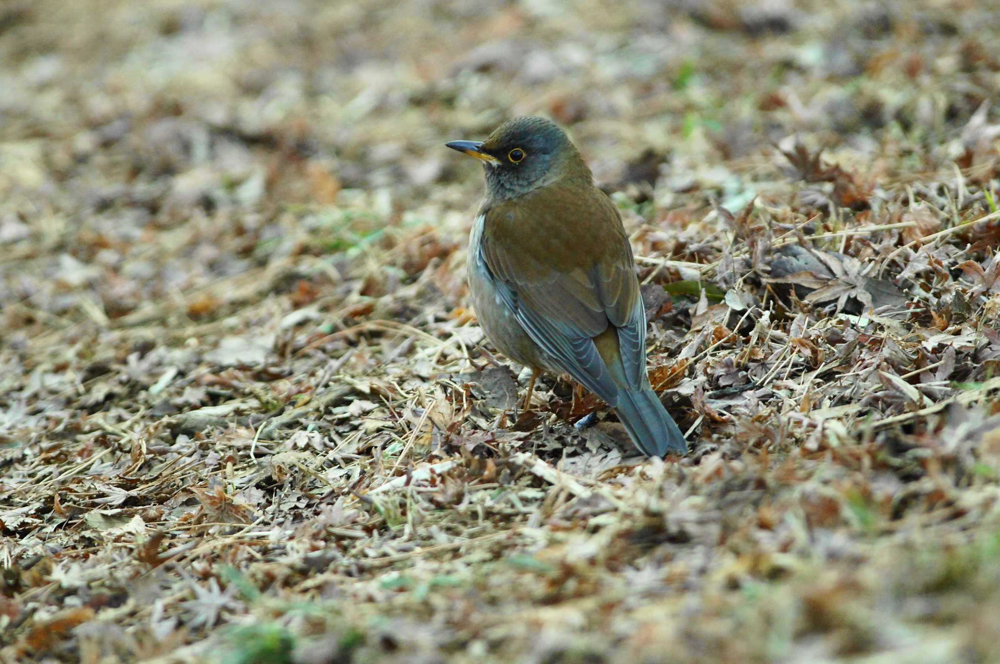 Photo of Pale Thrush at 世田谷区の公園 by bea