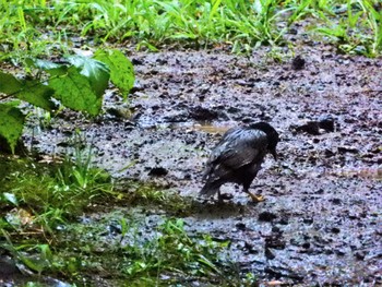 ムクドリ 平和の森公園、妙正寺川 2022年7月26日(火)