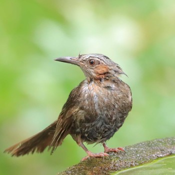 Tue, 7/26/2022 Birding report at 権現山(弘法山公園)