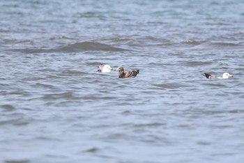 Black-tailed Gull 新川河口(札幌市) Tue, 7/26/2022