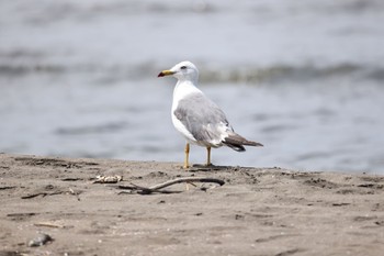 Black-tailed Gull 新川河口(札幌市) Tue, 7/26/2022