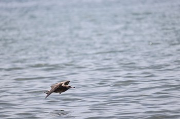 Black-tailed Gull 新川河口(札幌市) Tue, 7/26/2022