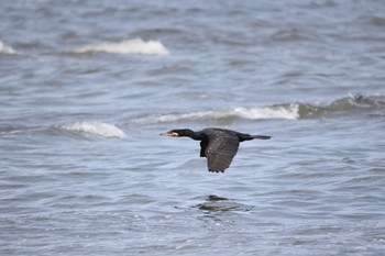 Great Cormorant 新川河口(札幌市) Tue, 7/26/2022