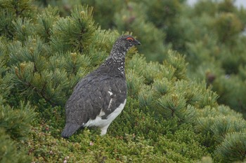 Sun, 7/10/2022 Birding report at 乗鞍岳畳平